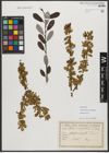 Foto von Salix triandra subsp. amygdalina (L.) Schübl. & G. Martens
